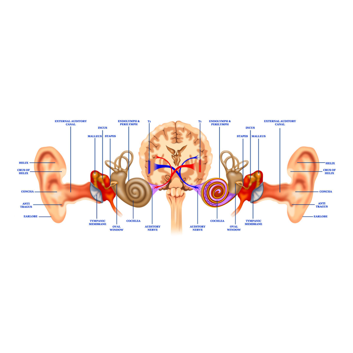 Pure Tone Audiometry Image